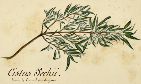 Cistus Pechii