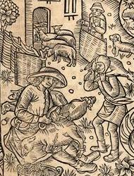 Tonte du mouton