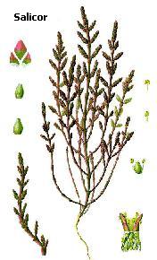 Salicor